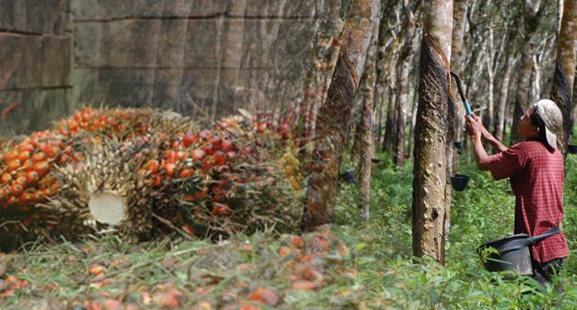 Petani Sawit & Karet Di Jambi Berharap Harga Komoditas Naik 