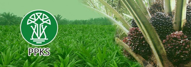 PPKS Bantah Adanya Penanaman Bibit Sawit Dilahan Bekas Terbakar 