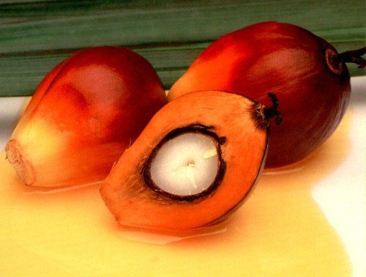 Diprediksi Ekspor Indonesia Naik, Harga CPO Anjlok