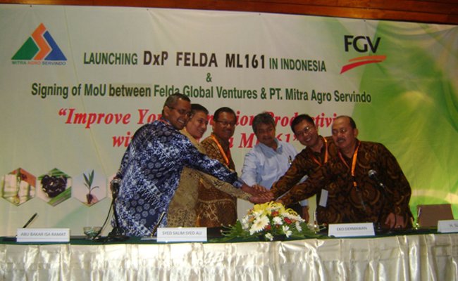 DxP Felda ML161 Resmi Masuk Pasar Benih Indonesia