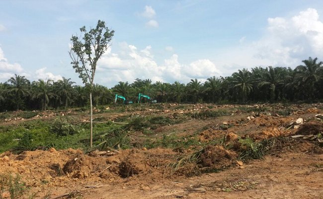 Bantuan Pembiayaan Peremajaan Sawit Rakyat Tidak Lagi Hibah