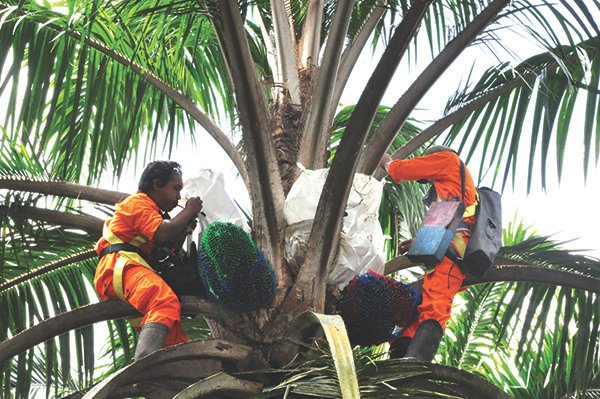 Benih Sawit Melimpah, Tidak Ada Alasan Impor