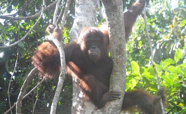 Dua Orangutan Dari Thailand Kembali Ke Taman Nasional Bukit Baka Bukit Raya