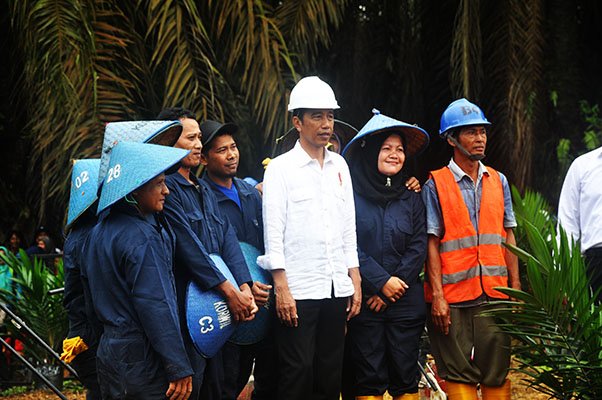 Kebun Sawit Rakyat di 12 Kabupaten di Sumut Seluas 9.109 ha Diremajakan