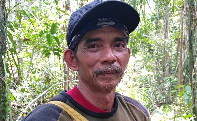 Konservasi Orangutan di Sawit Dijaga Eks Pembalak Liar