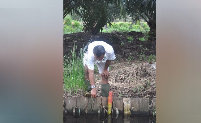 Pengelolaan Sawit Berkelanjutan Di Lahan Gambut