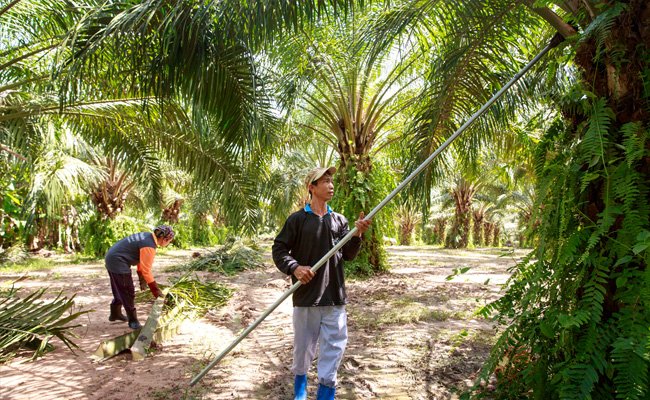 Praktik Sawit Berkelanjutan Dongkrak Produktivitas