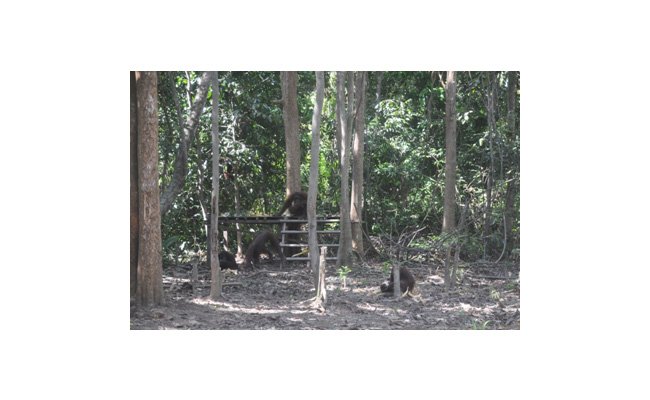 Sawit Sumbermas dan Yayasan BOS Bangun Areal Konservasi Orangutan