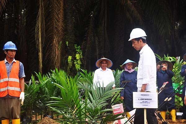Semestinya Jokowi Tekankan Sawit Bukan Dari Merusak Hutan