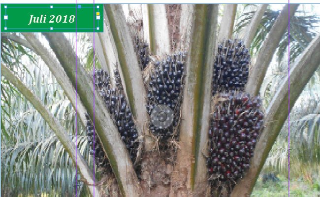 Cara Singkat Naikan Produktivitas dan Tangkal Hama di Perkebunan kelapa Sawit