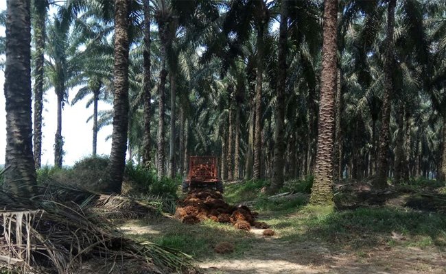 Kendala Menuju Perkebunan Kelapa Sawit Berkelanjutan