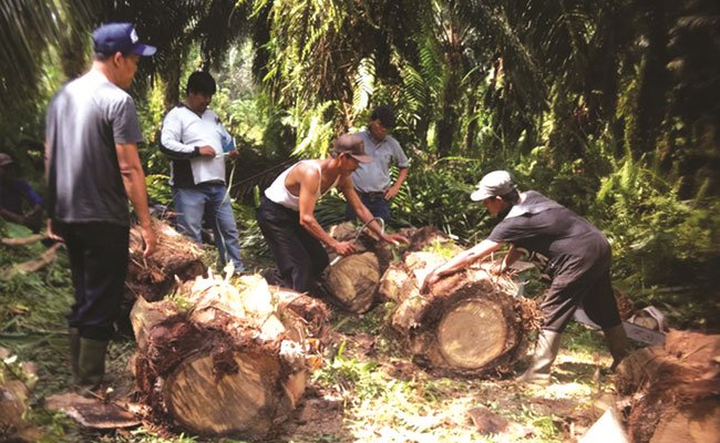 Menghitung Serapan Karbon Untuk Pekebun Kelapa Sawit (Petani)