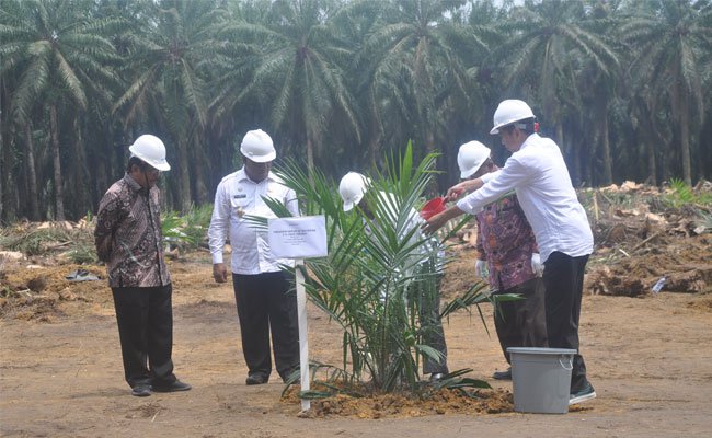 Rekomtek Peremajaan Sawit Rakyat Baru Capai 42.950 Ha