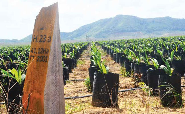 SAWIT DIBAWAH TANGAN DINGIN PLANTERS