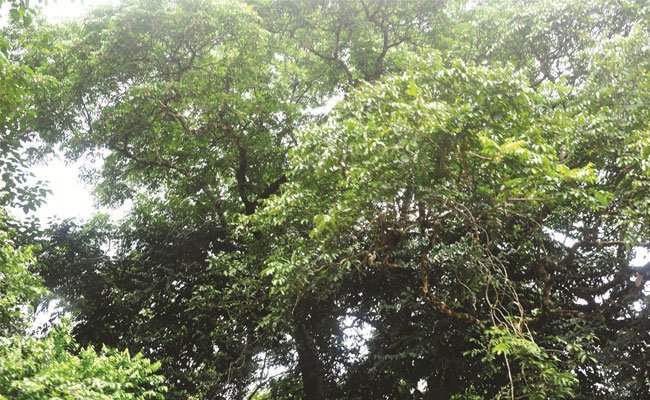 Perkebunan Kelapa Sawit Jaga Hutan Transit Untuk Orangutan