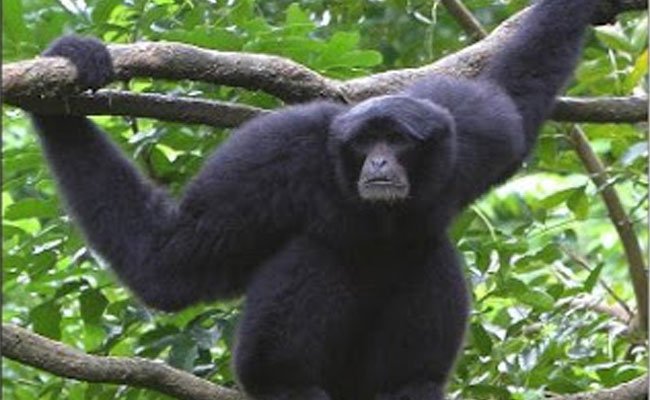 Yayasan Kalaweit - Wilmar Lestarikan Siamang