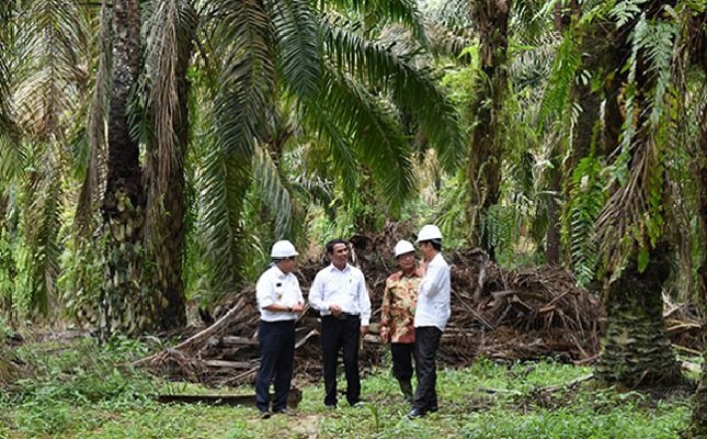 Menakar Keseriusan Pemerintah Mengurus Sawit