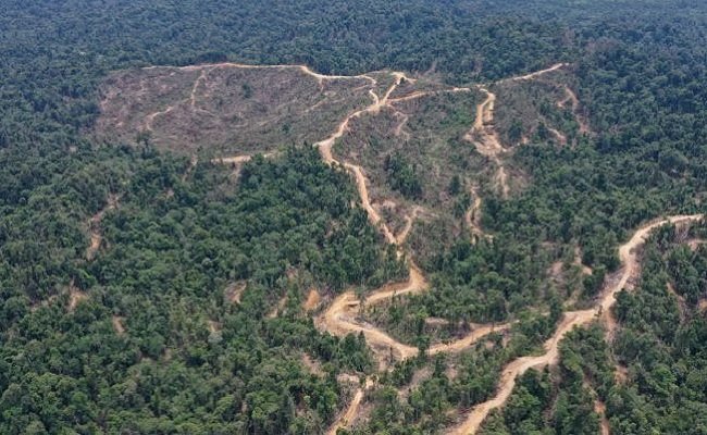 Pembeli Minyak Sawit Bertanggung Jawab Rusaknya Kawasan Ekosistem Leuser