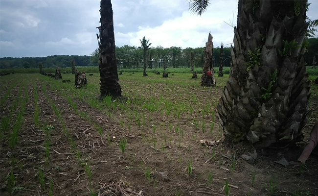 Petani di Lampung Pilih Padi Gogo Ketimbang Sawit dan Karet