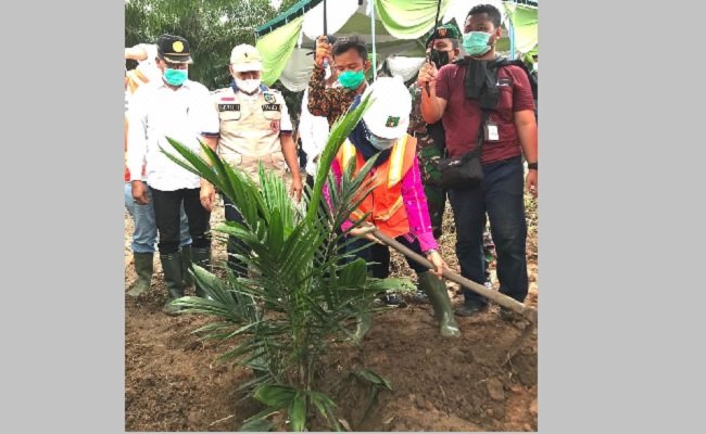 Tanam Sorgum Jadi Pendapatan Lain Dari Berkebun Sawit