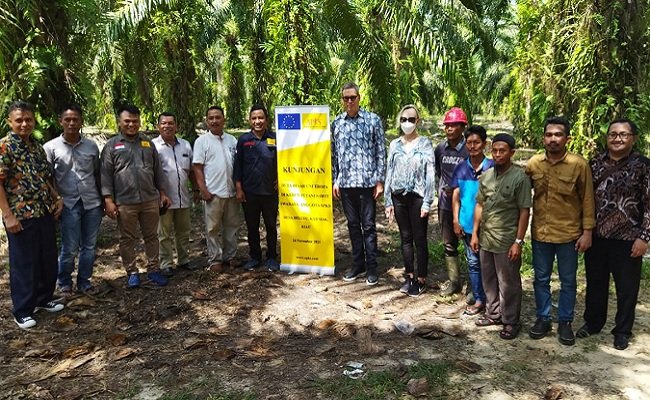 Duta Besar Uni Eropa Lihat Budidaya Berkelanjutan Petani Sawit Rakyat Di Riau