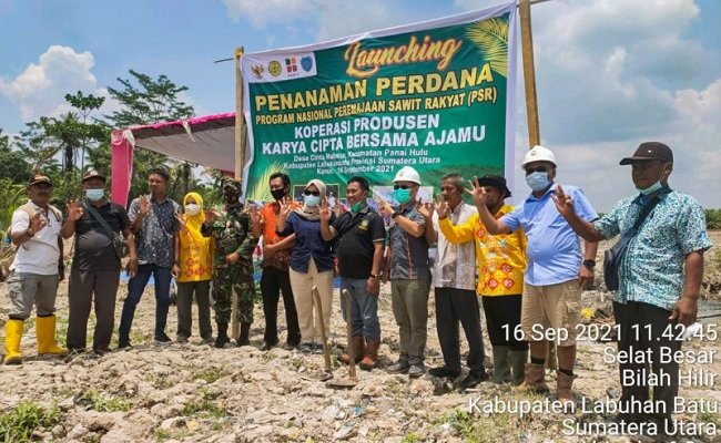 Genjot Produksi, Petani Sawit Anggota Koperasi Mitra Cisadane Sawit Raya Lakukan PSR