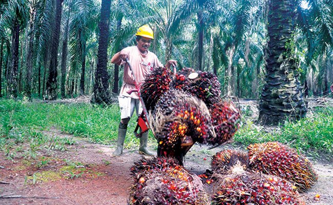 Harga TBS Sawit Jambi Periode 12-18 November 2021 Naik Lagi Jadi Rp 3.378,31/Kg