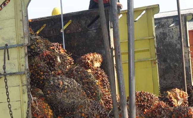 Harga TBS Sawit Riau Periode 17-23 November 2021 Turun Jadi Rp 3.369,39/Kg