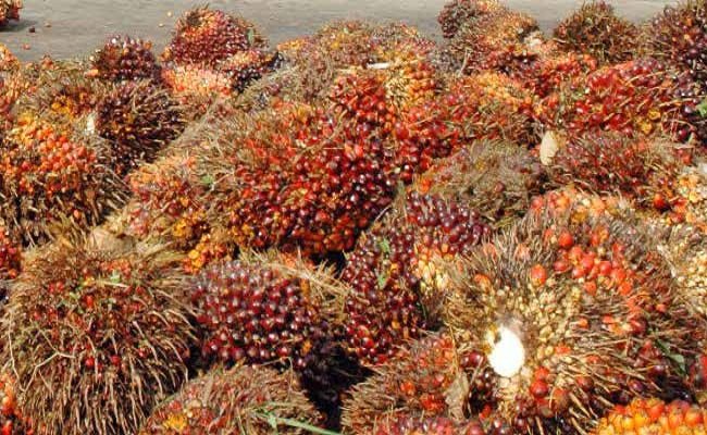 Harga TBS Sawit Riau Periode 24-30 November 2021 Naik Kembali Jadi Rp 3.483,31/Kg