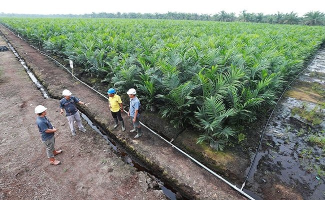 Laba Bersih Cisadane Sawit Raya Melonjak 3 Kali Lipat Menjadi Rp 178,74 miliar