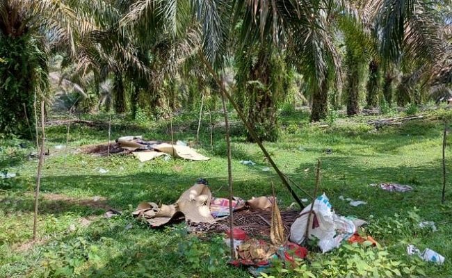 Paska Bentrok di Kebun Sawit, Orang Rimba Mengungsi Ke Dalam Hutan