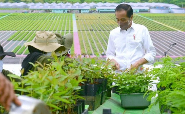 Presiden Jokowi Ajak Perusahaan Sawit dan Tambang Bangun Persemaian Modern Tanaman kayu