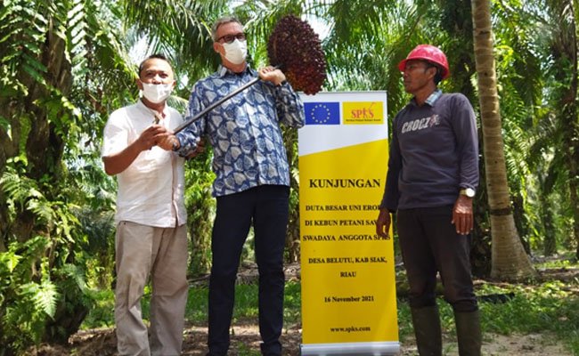 SPKS: Bila Uni Eropa Inginkan Pasokan Sawit Tanpa Deforestasi, Rangkul dan Dukung Petani