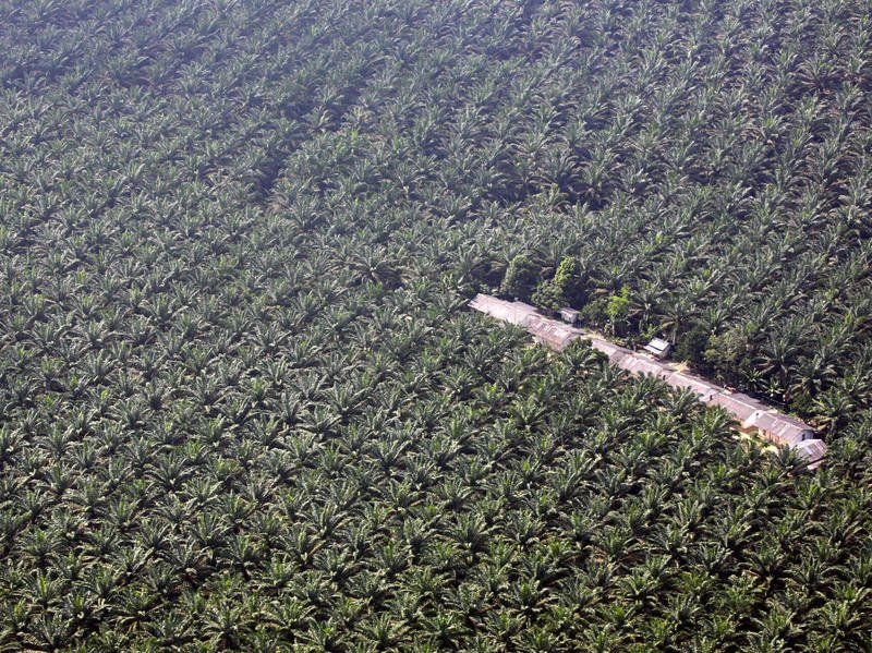 2014, Luas Kebun Sawit Nasional 10,2 Juta  Hektare 