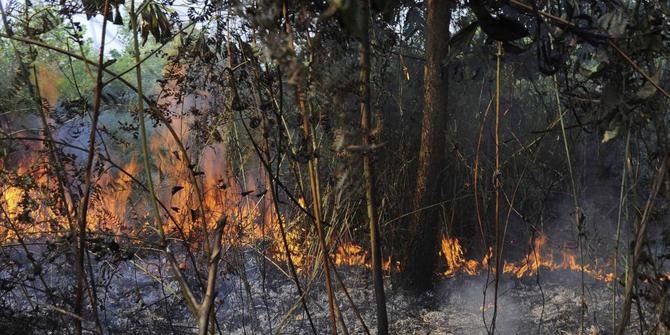 500 Hektar Kebun Sawit Terbakar