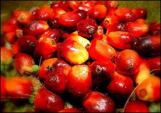 Analis : BK CPO 0% Tak Pengaruhi Pendapatan Emiten    