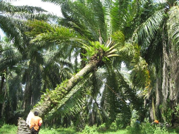 Batang Sawit Belum Banyak Dimanfaatkan