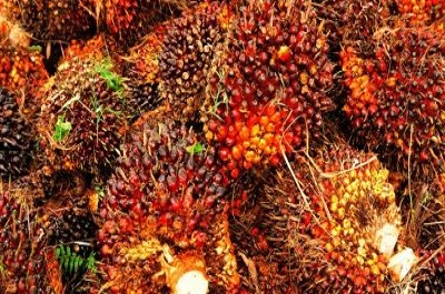 Berikut Harga TBS & CPO Sumut Terbaru