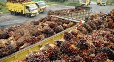 Berikut Harga TBS Kaltim Periode 16-31 Oktober  