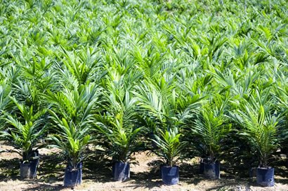 Bibit Unggul ASD-BSP Berpotensi Hasilkan 40 Ton TBS/Ha  