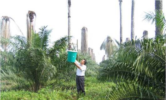 Bupati Siak Kontrol Replanting Sawit Plasma 