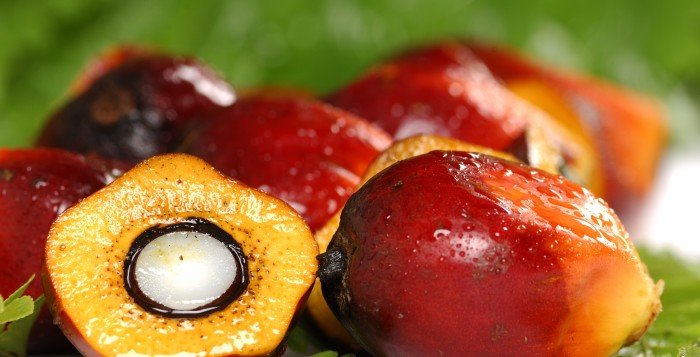 Energi Nabati Bisa Dongkrak Harga CPO 