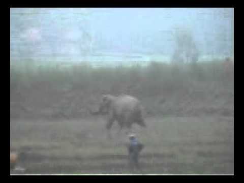 Gajah Liar Porak Porandakan Ratusan Batang Sawit 