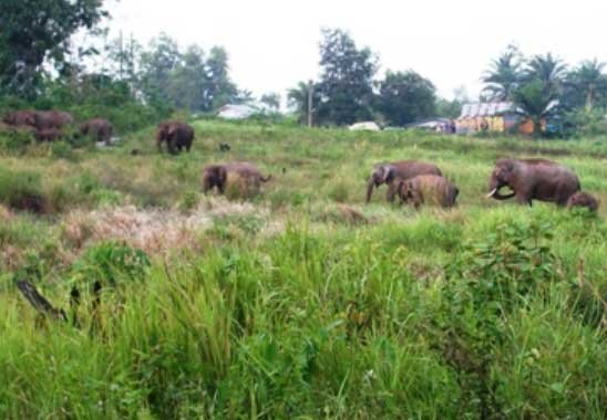 Gajah Masuk Perkebunan Sawit, Petani Rugi RM20.000  