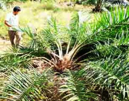 Gajah Rusak Kebun Sawit Warga Balai Pungut    