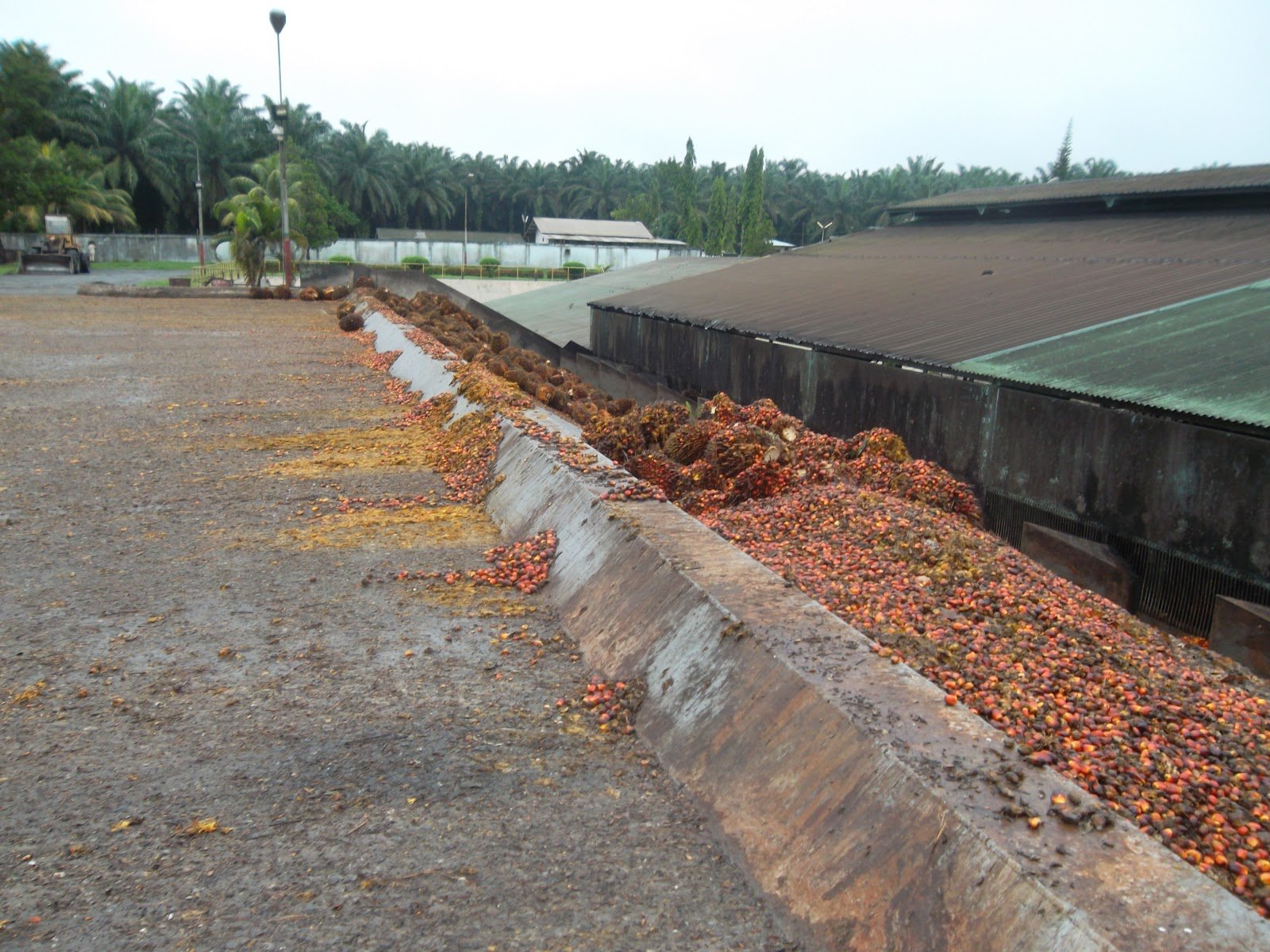 Greding Buah Sawit Resahkan Petani  