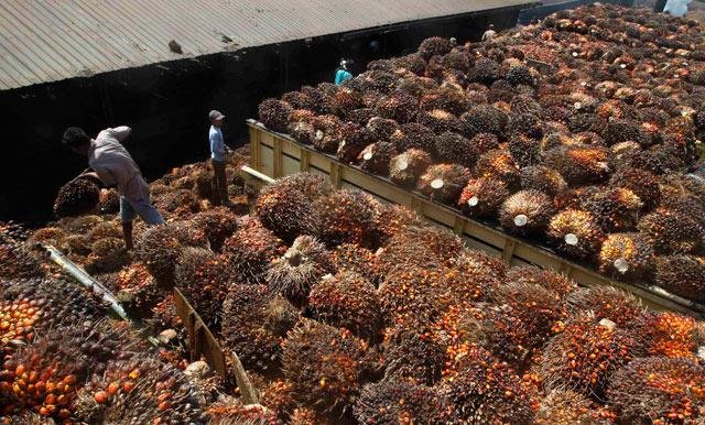 Harga TBS di Tebo Naik 