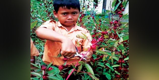 INFO BGA - HASILKAN SIRUP DAN KOPI DARI SI MERAH BERKHASIAT