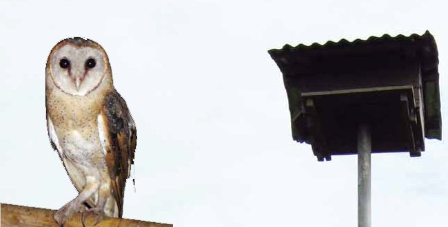 INFO CWE - MENGENDALIKAN TIKUS DENGAN BURUNG HANTU