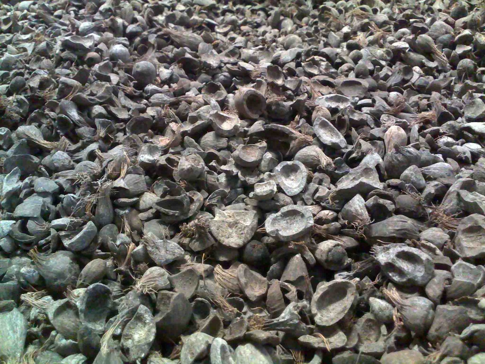 Jambi Ekspor Cangkang Sawit Ke Malaysia & Singapura 